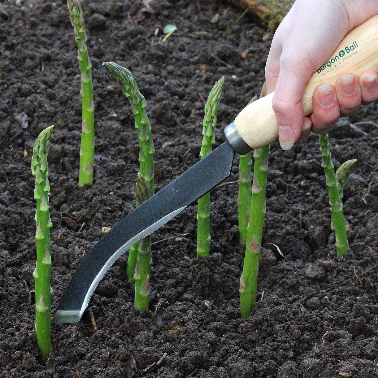 Asparagus Knife - Image 3