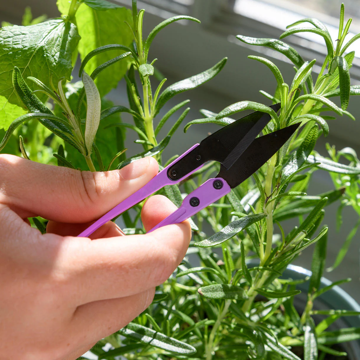 Aster Kitchen Herb Set - Image 3