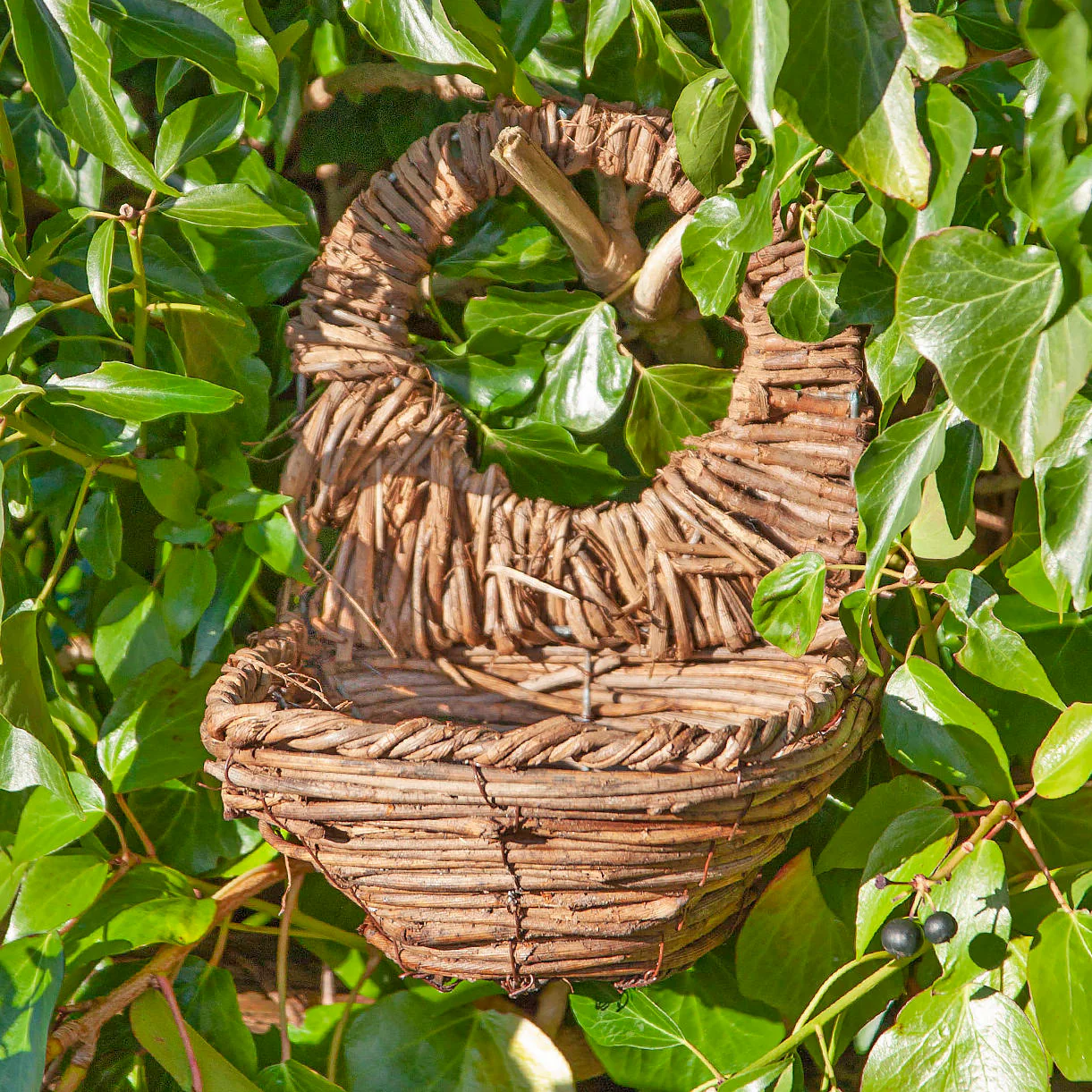 Blackbird Nester - Image 2