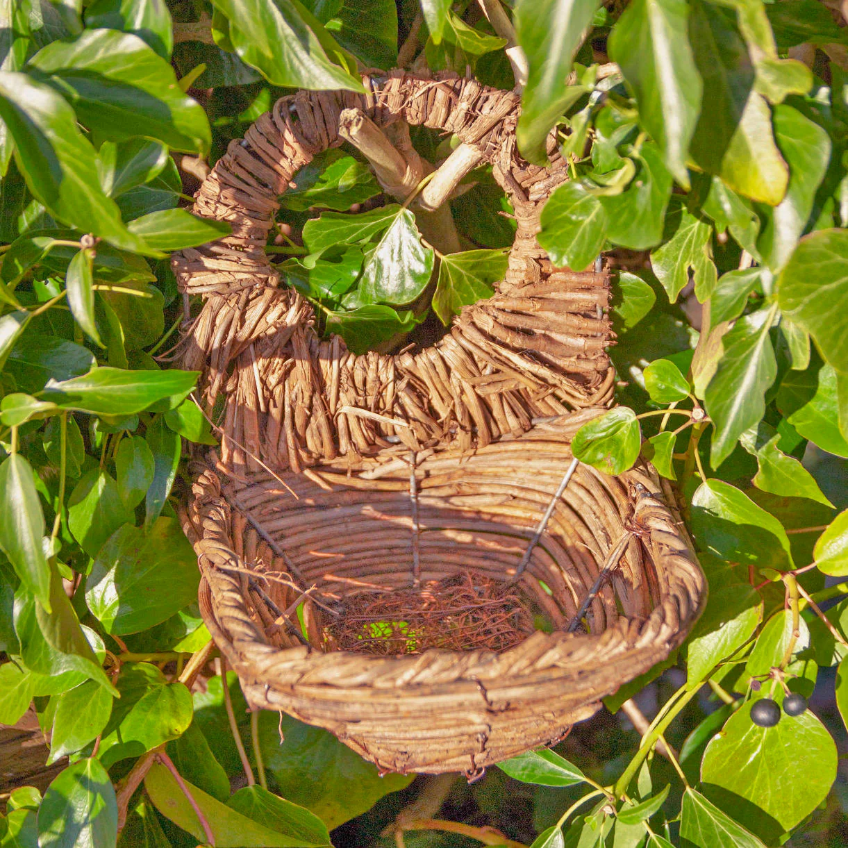 Blackbird Nester - Image 3