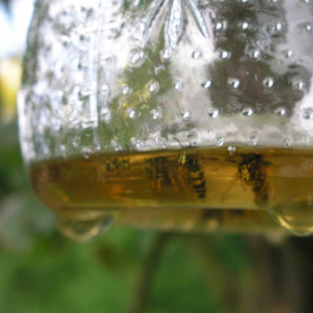 Clear Glass Wasp Catcher - Image 3