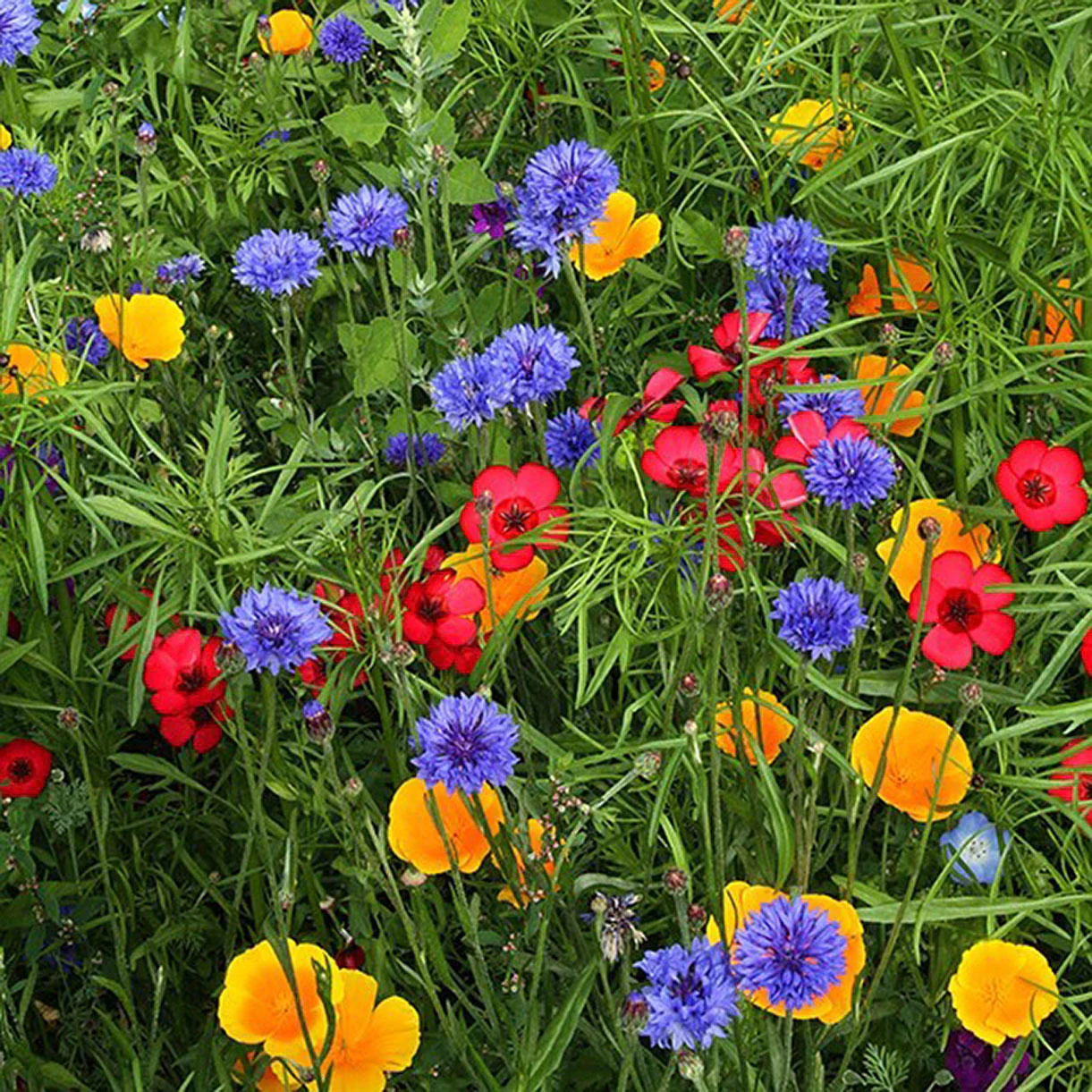Contrasting Cottage Garden Meadow Seeds - Image 2