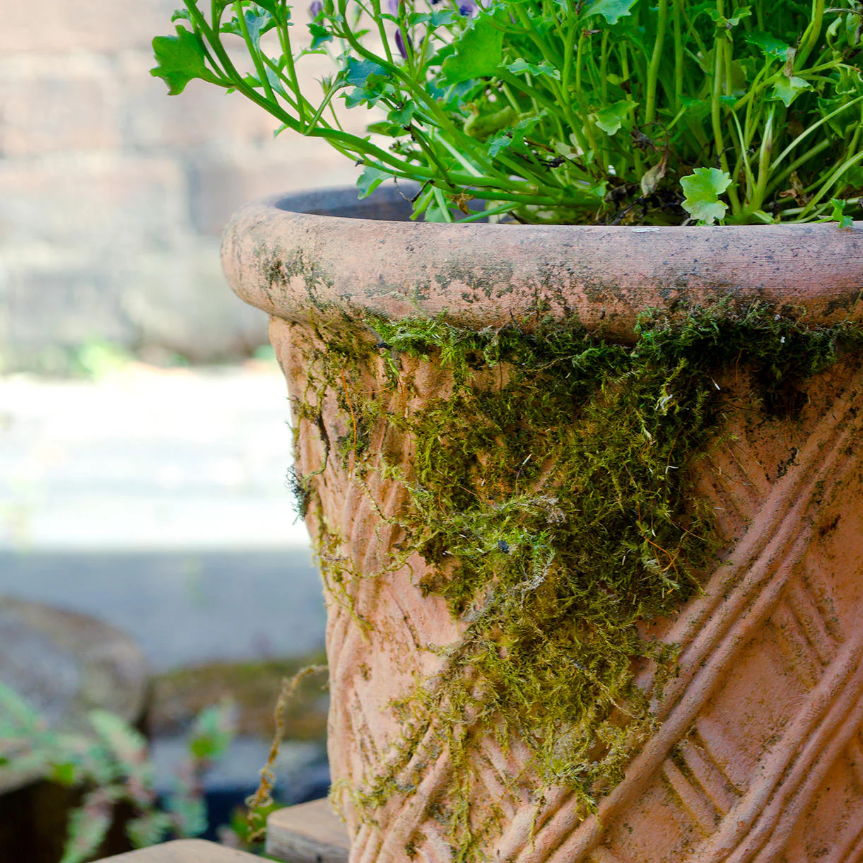 Harlequin Natural Clay Plant Pot - Image 3