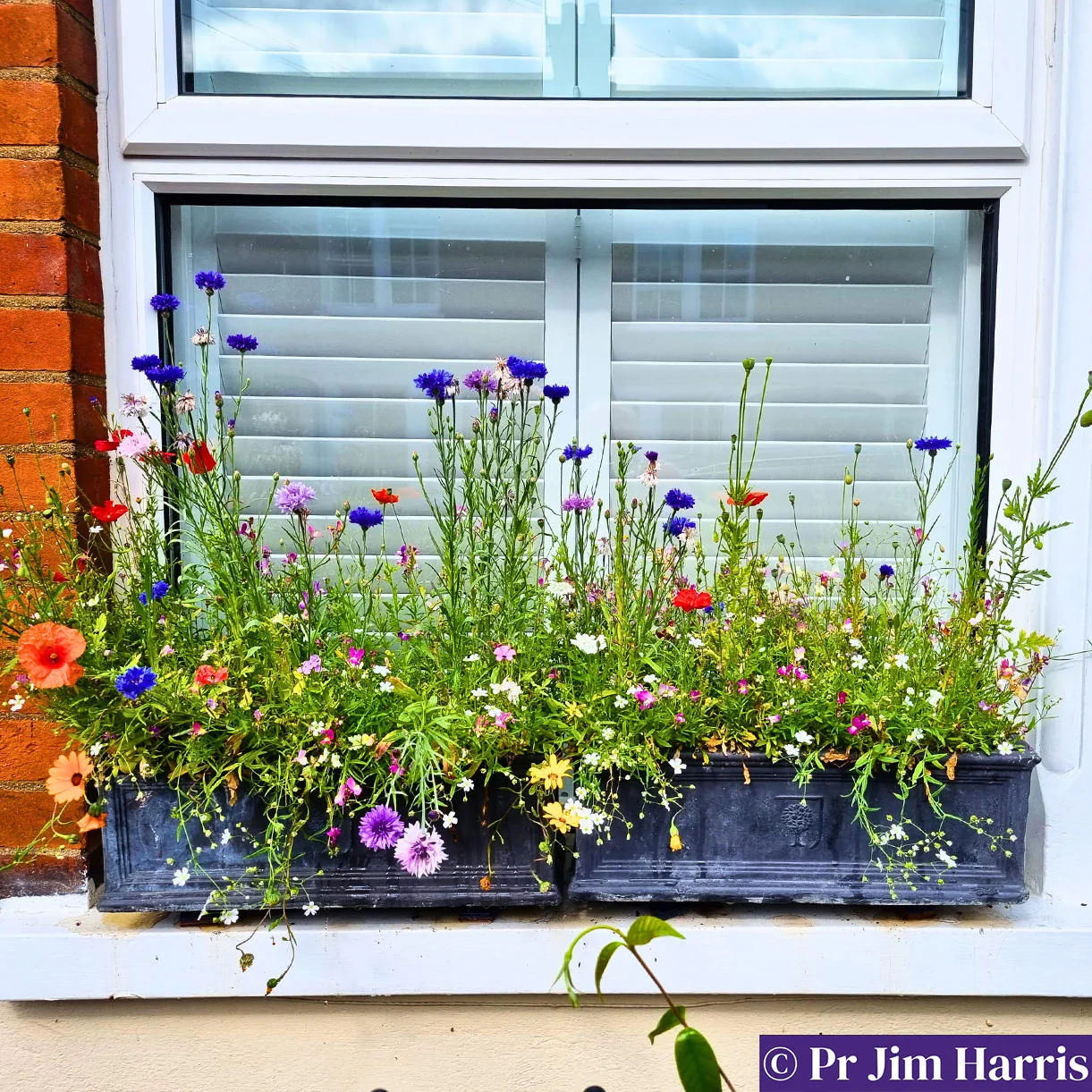 Pixie Cottage Garden Meadow Seeds - Image 2