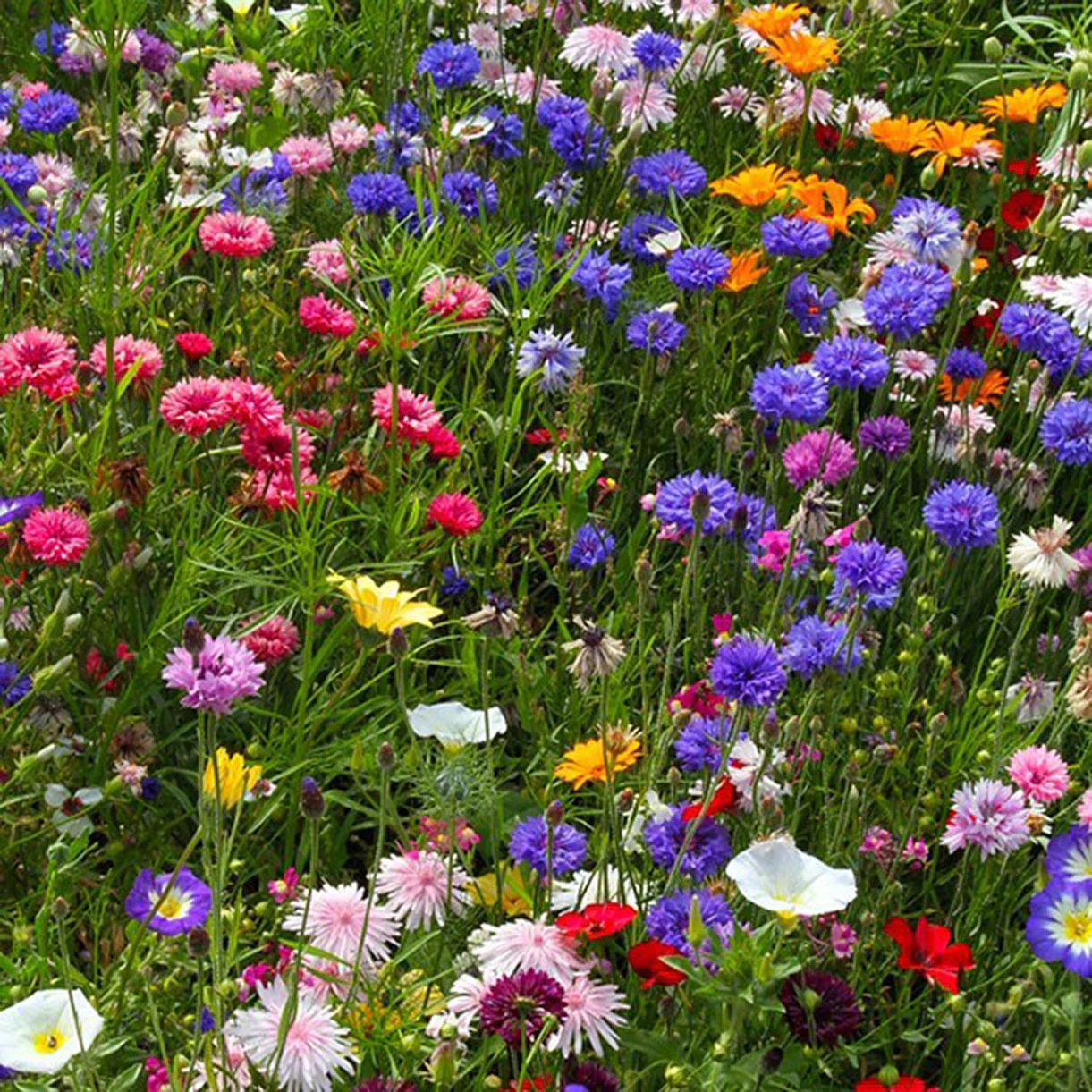 Pixie Cottage Garden Meadow Seeds - Image 3