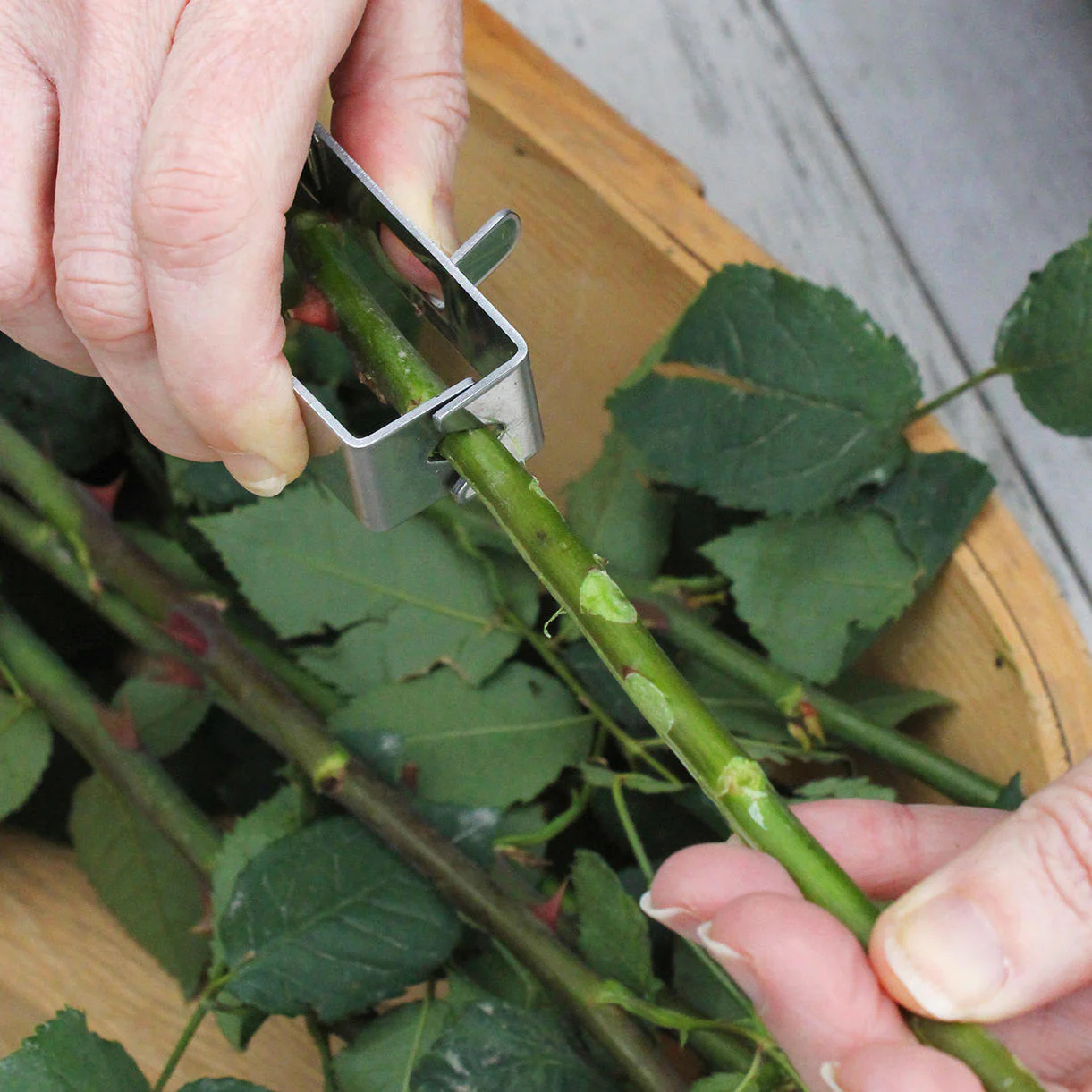 Thorn Stripper - Image 3