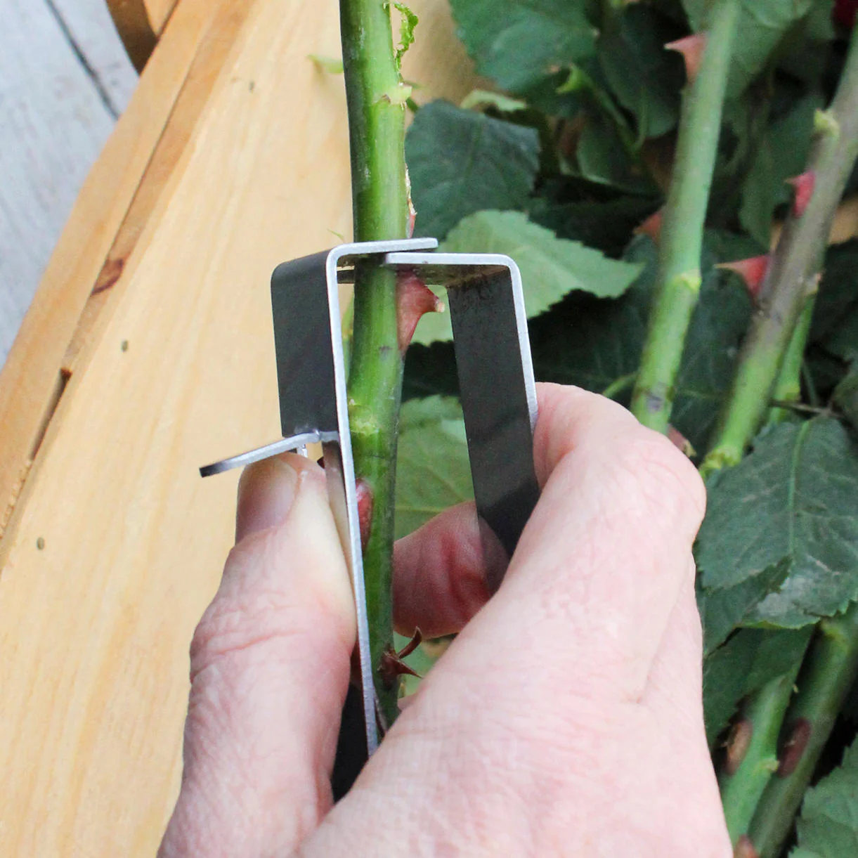 Thorn Stripper - Image 4