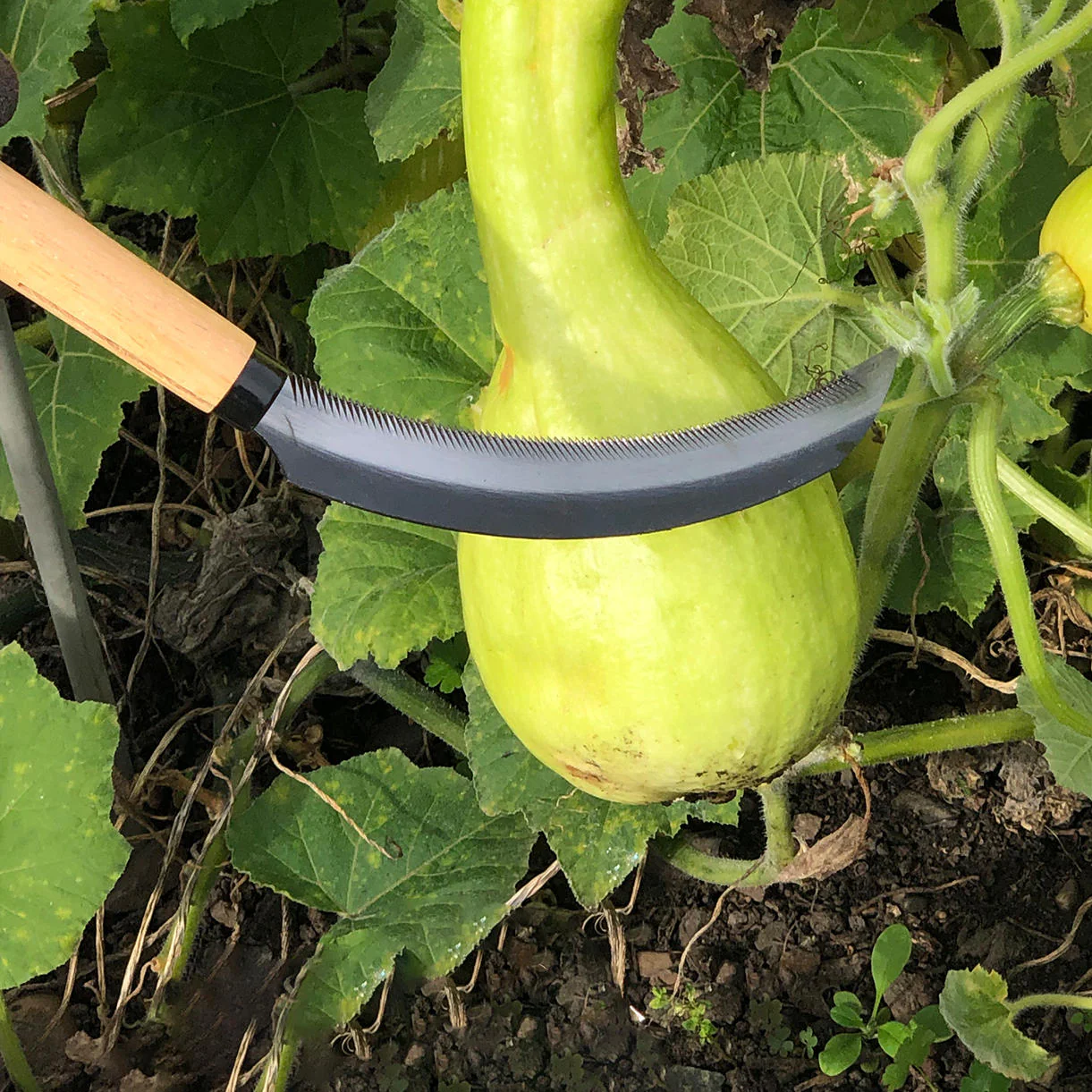 Vegetable Harvesting Sickle - Image 2